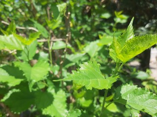 green leaf with dew drops