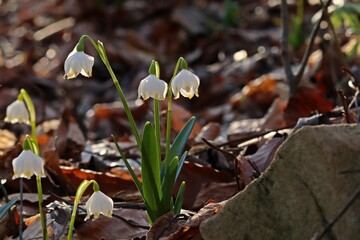 Blühende Märzenbecher (Leucojum vernum) im Wald