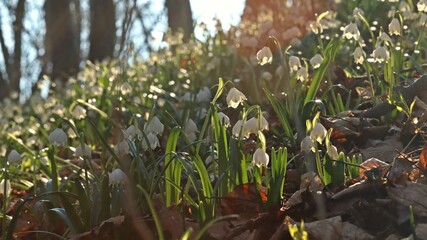 Obraz premium Blühende Märzenbecher (Leucojum vernum) im Wald