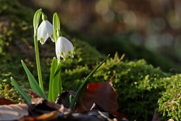 Blühende Märzenbecher (Leucojum vernum) im Wald