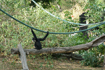 white-cheeked gibbon is hanging on rope  and looking at camera