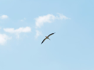Fototapeta na wymiar (Ciconia ciconia) White stork in flight like a glider on blue sky with outspread and unmoving wings taking advantage of air thermal