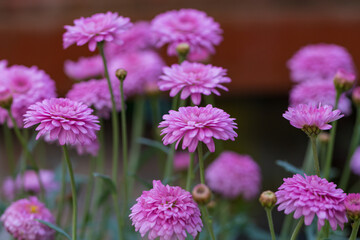 Obraz premium Asteraceae Chrysanthemum flowers wood outdoor blooming pink，Argyranthrmum frutescens