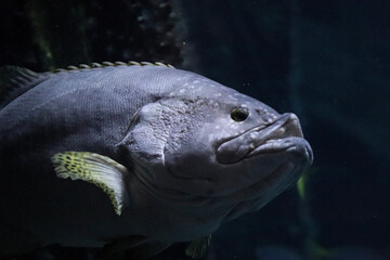 fish in aquarium
