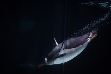 shark