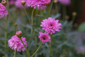Asteraceae Chrysanthemum flowers wood outdoor blooming pink，Argyranthrmum frutescens
