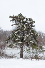 Pine Tree along The Frozen Lake at Central Park during a Winter Snowstorm in New York City