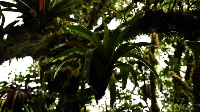 Bromeliads monocot flowering plants on a tree Monteverde cloud forest Costa Rica 