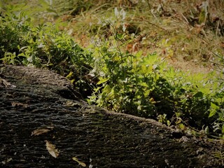 Creek and green plants in sunlight