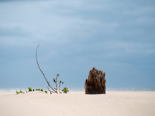 View to the dried and cutted tree and new growing small tree on the sand against blue sky.