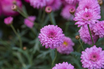 Obraz premium Asteraceae Chrysanthemum flowers wood outdoor blooming pink，Argyranthrmum frutescens