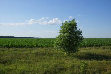 Obraz premium One tree on a sunny summer day near a farm field. Scenery. A tree in a field under a blue sky.
