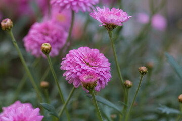 Asteraceae Chrysanthemum flowers wood outdoor blooming pink，Argyranthrmum frutescens