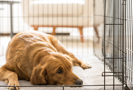 Female Golden Retriever Lies on Blue Bed, Looks Out of Frame