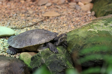 turtle on the grass