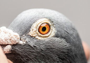Unique, colorful, wild pigeon eye. Macro picture
