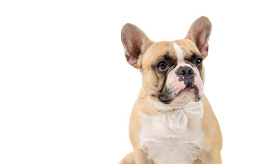 Obraz premium portrait of cute french bulldog wear white bowtie isolated