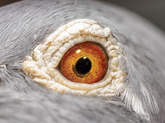 Unique, colorful, wild pigeon eye. Macro picture