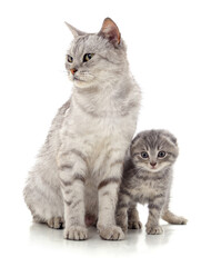 One gray cat and a kitten.