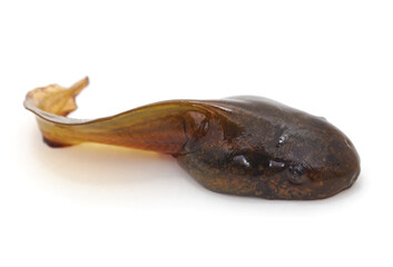 One brown little tadpole.