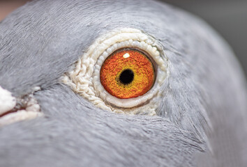 Unique, colorful, wild pigeon eye. Macro picture