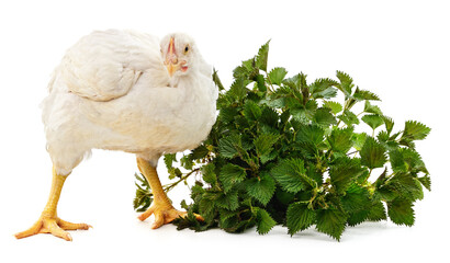 White chicken and green nettle.