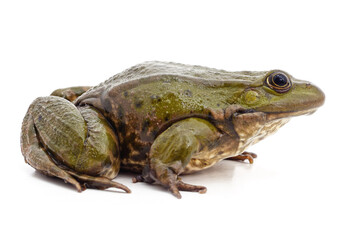 One big green frog.