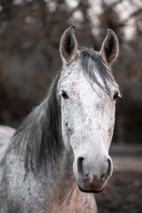 Obraz na płótnie Canvas Wild white, equestrian horse in the nature
