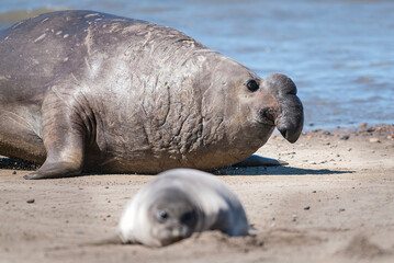 Male Elephant seal , Peninsula Valdes, Patagonia, Argentina