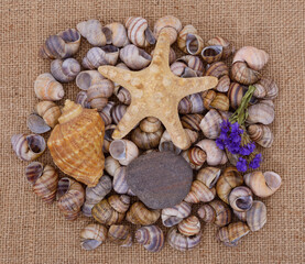 Seashells, pebbles, starfish, dried flowers.