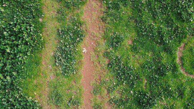 Green fresh grass turf and ivy top aerial view in a park during spring. Flying above green grass turf and ivy. Drone flying view.