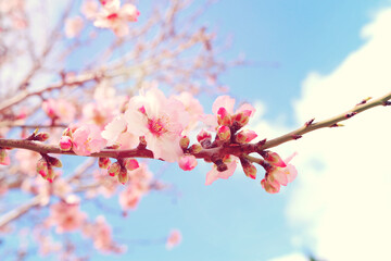 background of spring cherry blossoms tree. selective focus