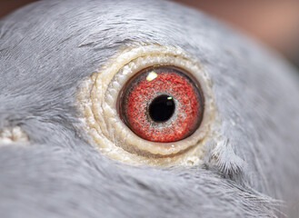 Unique, colorful, wild pigeon eye. Macro picture