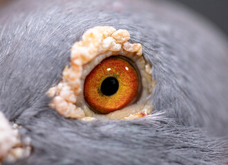 Unique, colorful, wild pigeon eye. Macro picture