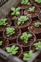 Set of young seedlings of flowers in plastic pots after transplanting. Strong seedlings of petunia. Gardening, floriculture. Soft selective focus, defocus.