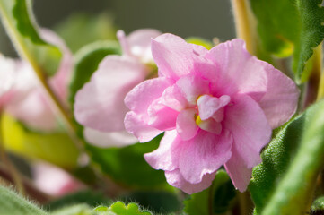 Beautiful flowers on the window, the concept of the arrival of spring.