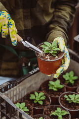 A gardener's hand in rubber gloves is planting seedlings in a pot with a garden tool. Soft selective focus, defocus. Artistic noise.
