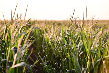 Cornfield in La Pampa Province, Argentina