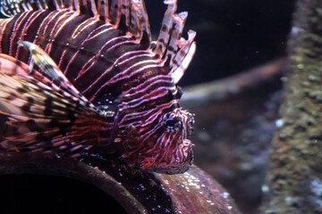 lionfish in aquarium