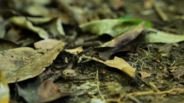 Army Ants Walking On Leaves On The Ground Eciton Burchelli Costa Rica 