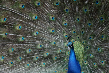 Colourful peacock