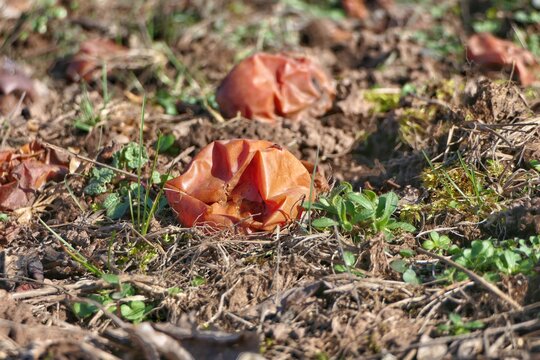 Verfaulte &Auml;pfel aus dem Vorjahr, auf einem Feld zu Beginn des Fr&uuml;hlings