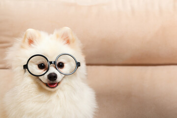 Cute white dog Pomeranian spitz in glasses.