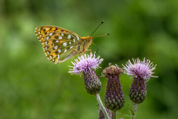 Dark Green Fritillary (Argynnis aglaja) on a thistle