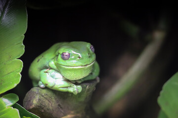 green tree frog