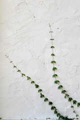 Green creeping fig plant on white concrete wall.