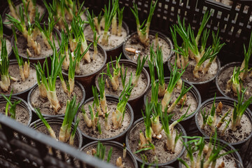 Set of young seedlings of crocus flowers. Gardening, floriculture. Soft selective focus, defocus.