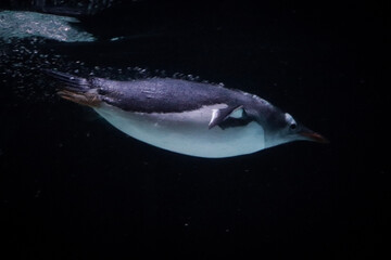 Penguin Swimming