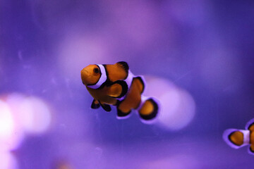 fish