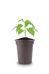 green potted plant isolated on white background